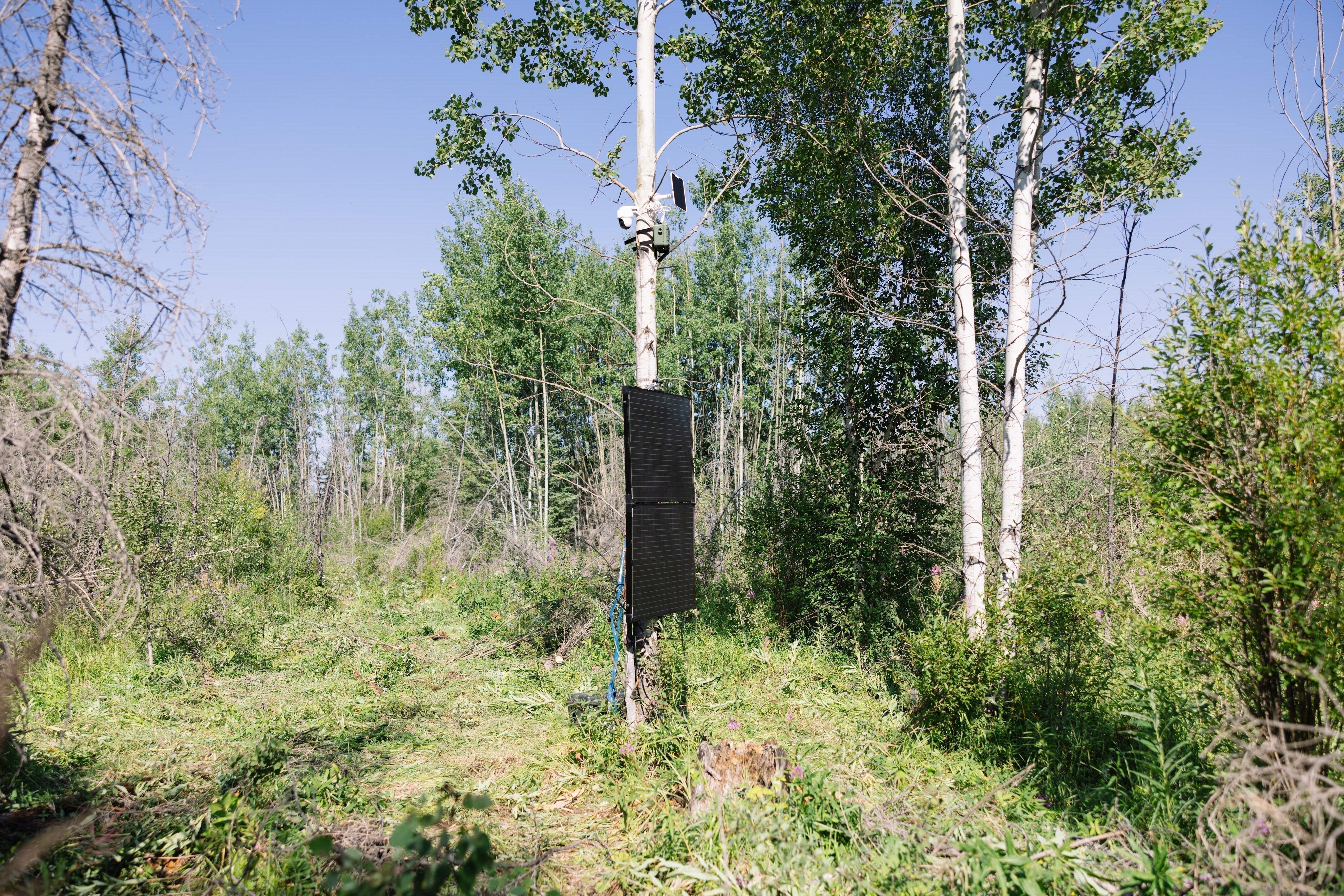 🌿 Introducing Verified Memorial Trees: A Living Tribute's New Partnership with veritree