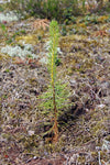 Memorial Tree Seedling