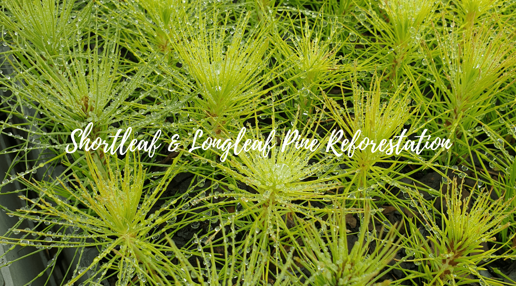 Reviving the Southeast: Reforestation Efforts with Shortleaf and Longleaf Pine Trees