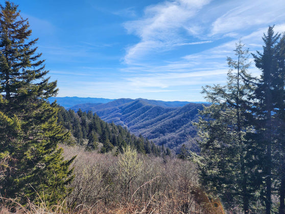 Plant a Tree for Tennessee