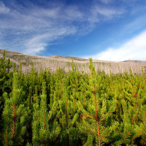 US National Forest Reforestation