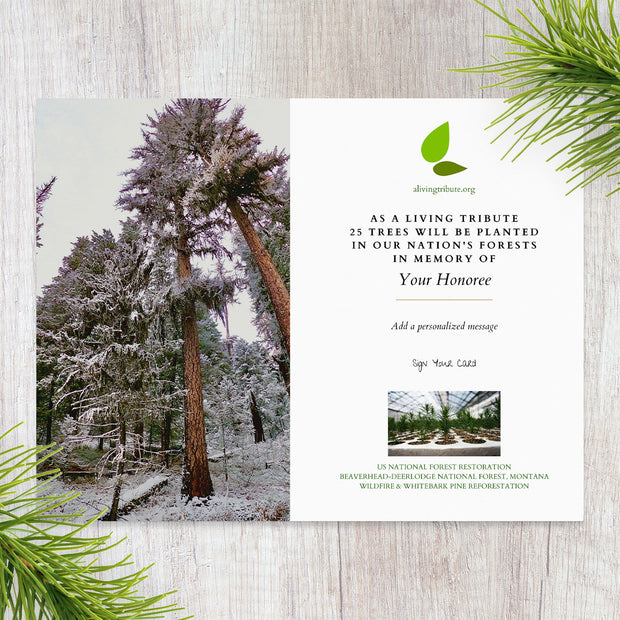 Plant a Tree for Someone in Montana - Memorial & Tribute Trees