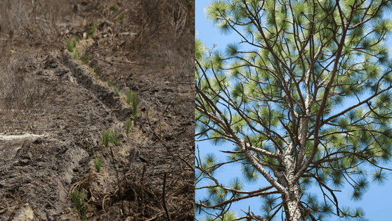 Plant a Tree for Someone in Mississippi - Memorial & Tribute Trees