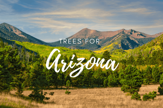 Plant a Tree for Someone in Arizona - Memorial & Tribute Trees