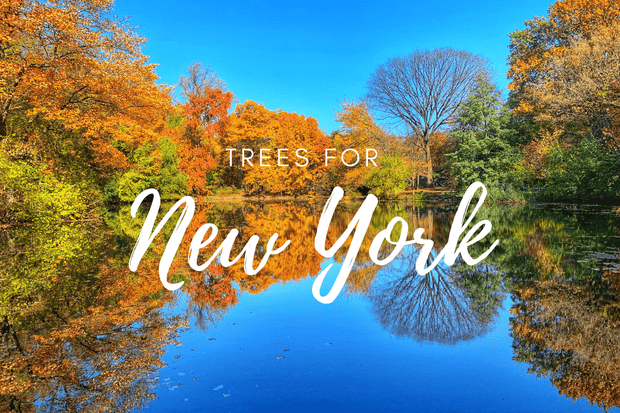 Trees for New York