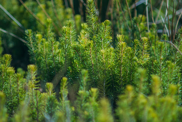 Plant a Tree For Someone in a National Forest - A Living Tribute