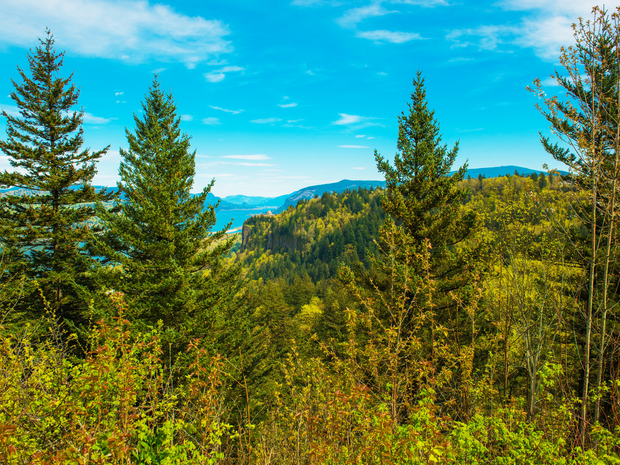 Plant a Tree for Someone in Oregon - Memorial & Tribute Trees