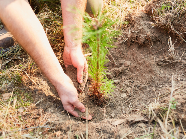 Plant a Tree for Someone in Oregon - Memorial & Tribute Trees