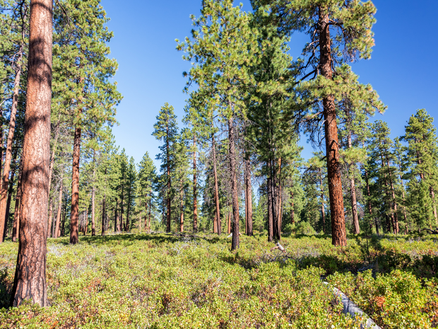 Plant a Tree for Someone in Oregon - Memorial & Tribute Trees