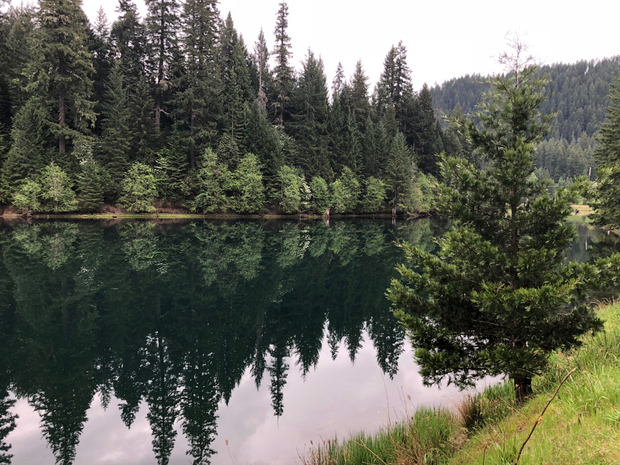 Plant a Tree for Someone in Oregon - Memorial & Tribute Trees